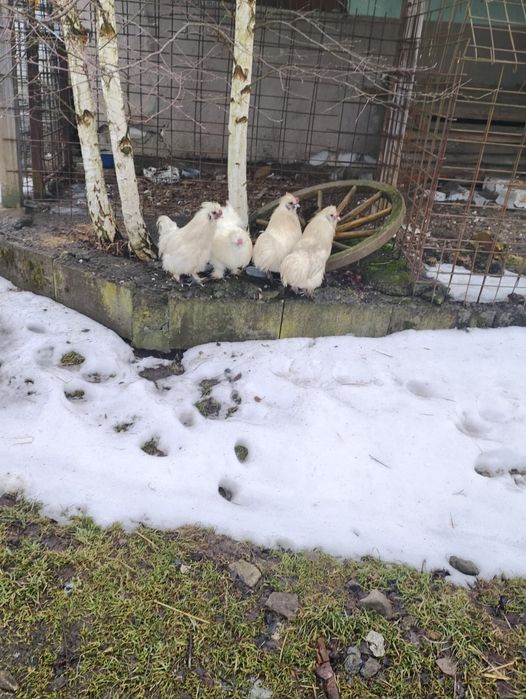 Sprzedam koguty silki