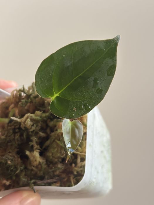 Anthurium Goliath - klon