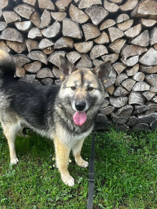 Suri sunia do adopcji