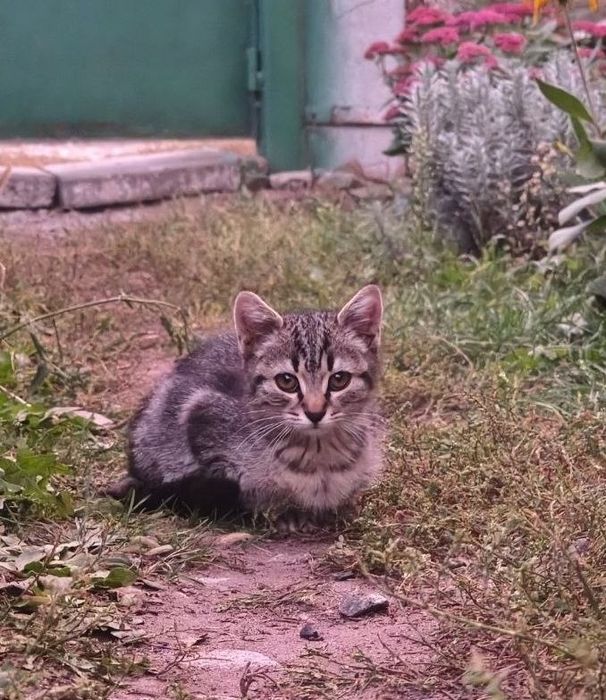 Кошенята. Хлопчик та дві дівчинки..