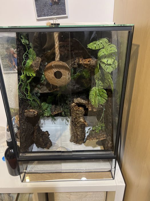 Terarium 60 x 40 plus male na swietszcze