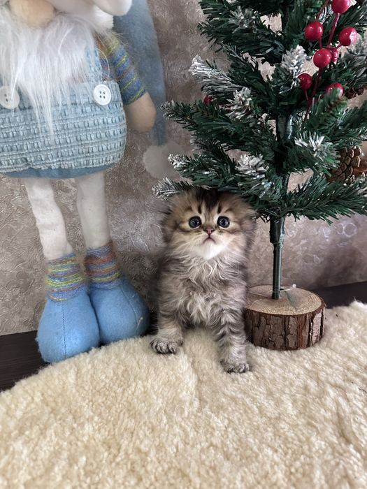 Шотландські кошенята