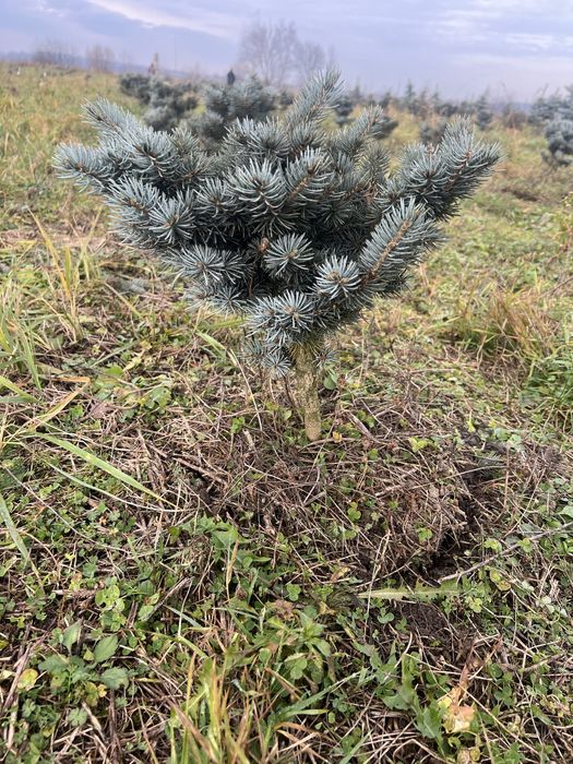 Ялини блакитні:Хупсі, Глаука Глобоза (8,9 річні-привиті)