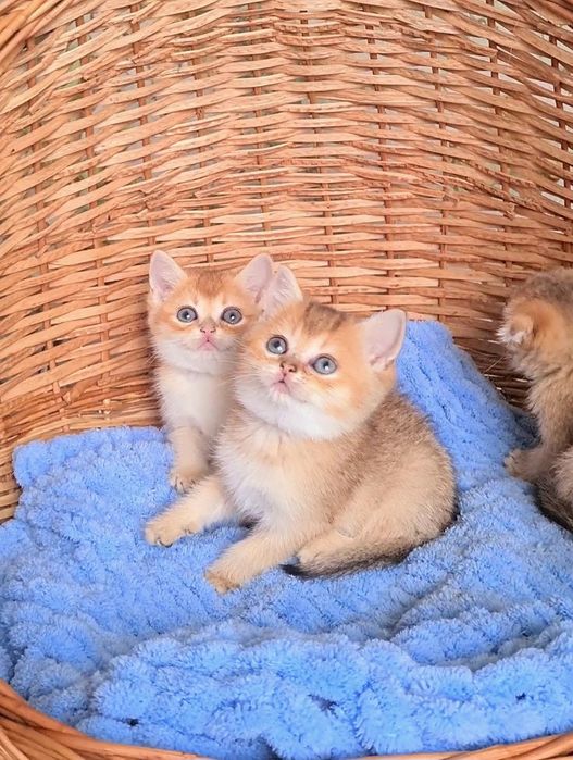 Золотая молодёжь Девочка и Мальчик