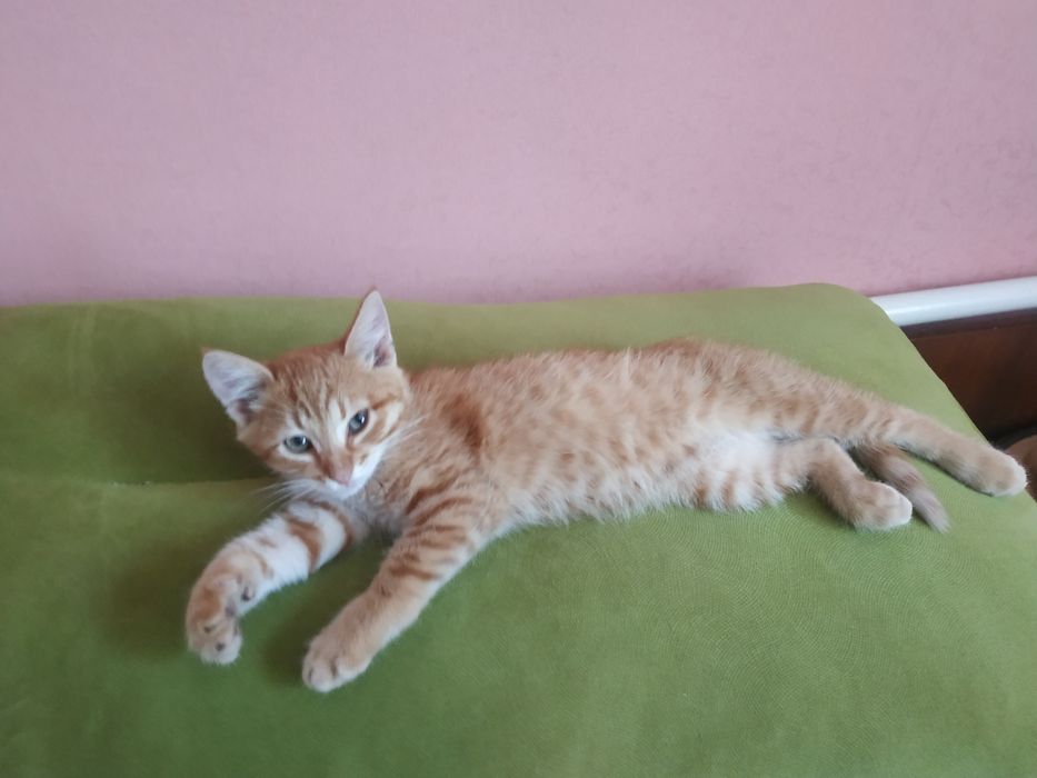 Кошеня яскравого рудого кольору