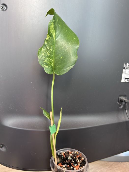 Monstera Oceana Thunderbolt