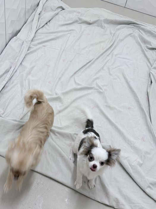 Dziewczynka chihuahua FCi