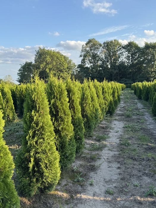 Gęsta Tuja Szmaragd 170-180cm Dostawa Sadzenie Producent