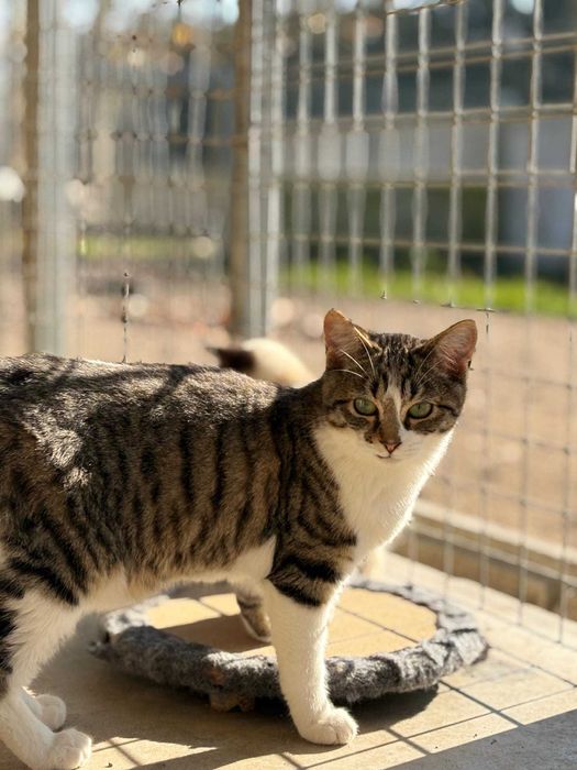 Gata para adoçao(Bela)