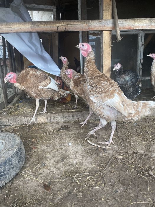 Індики породи Бурбон червоний та прості помісні  на розплід