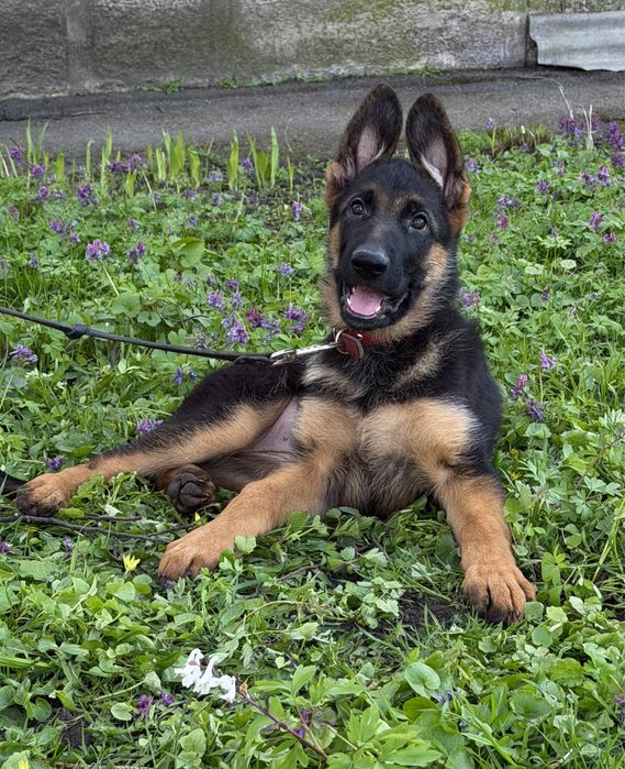 Племене  цуценя німецькоі вівчарки