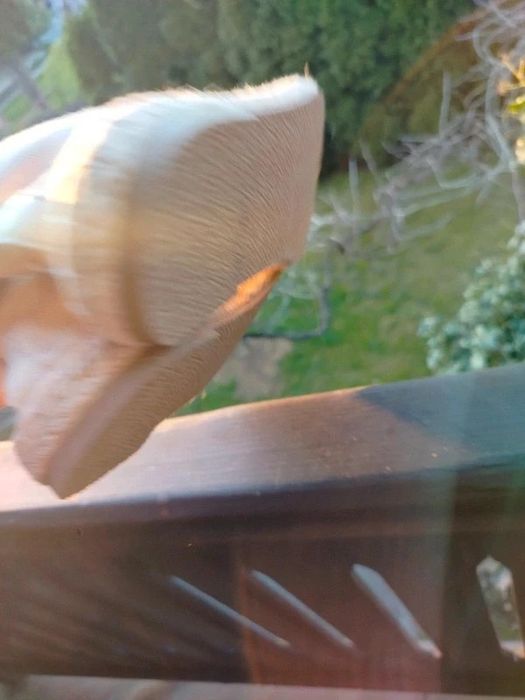 Nowe Espadryle Even&Odd 37/38