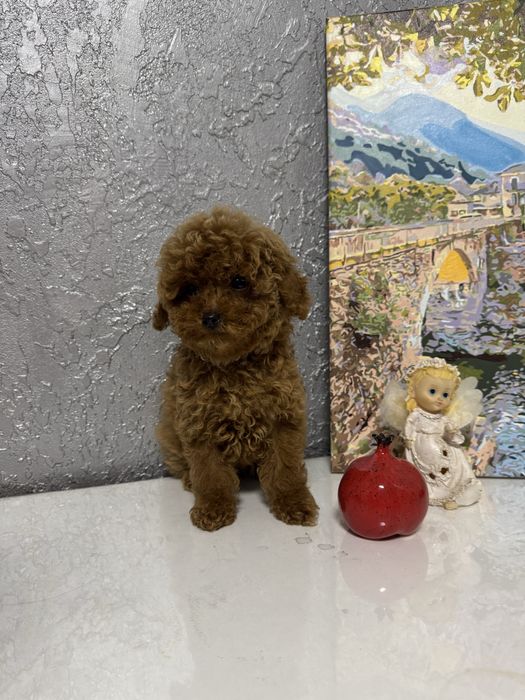 Єдиний хлопчик той пудель 3,5 місяці | FCI |Toy poodle ready to move