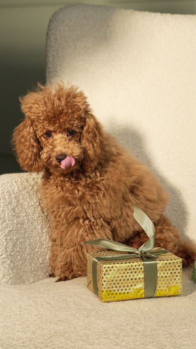 Продаються цуценята Той пуделя