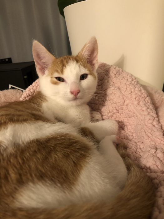 Kotek Staś pilnie szuka domu