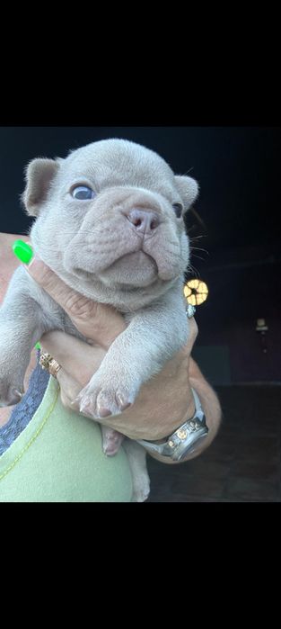 Buldogue francês  isabella MENINO LINDO