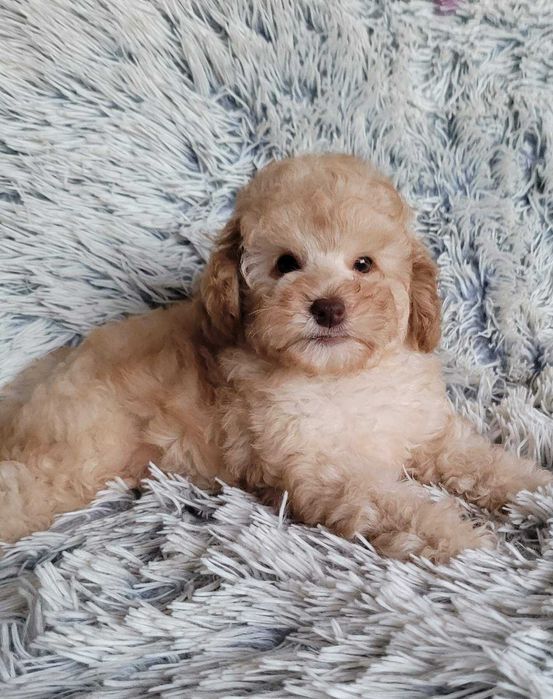 Дизайнерське цуценя Пом+Той в неймовірно красивому вбранні. Киянин,