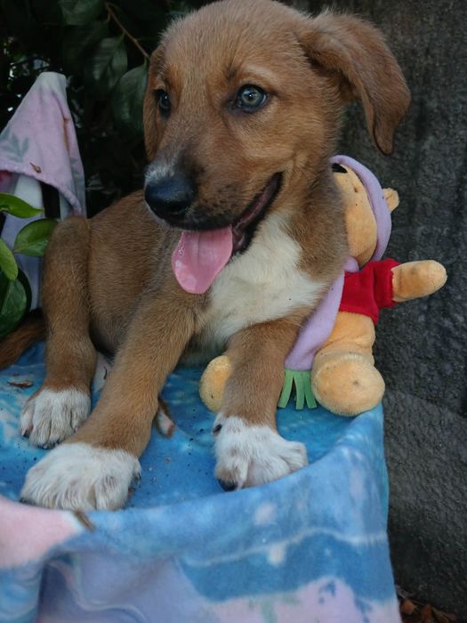 Tomy para adoção muito responsável