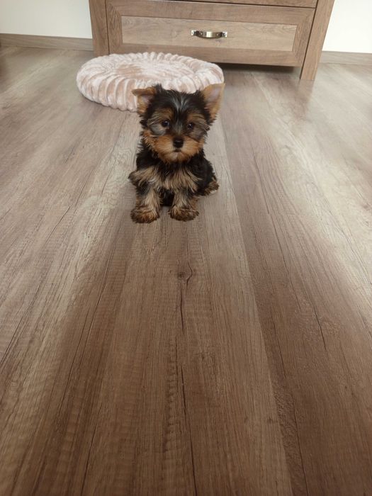 Yorkshire Terrier Zapraszam !