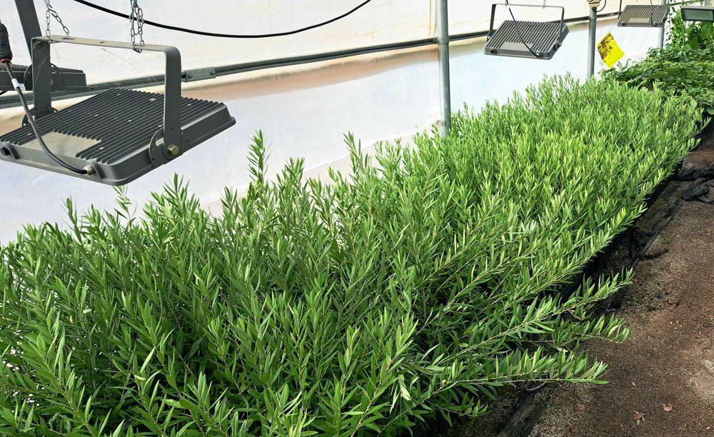 Oliveiras ‘Galega’