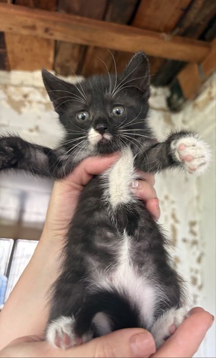 Котята маленькие