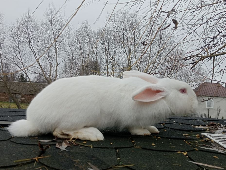 Samice królika duże