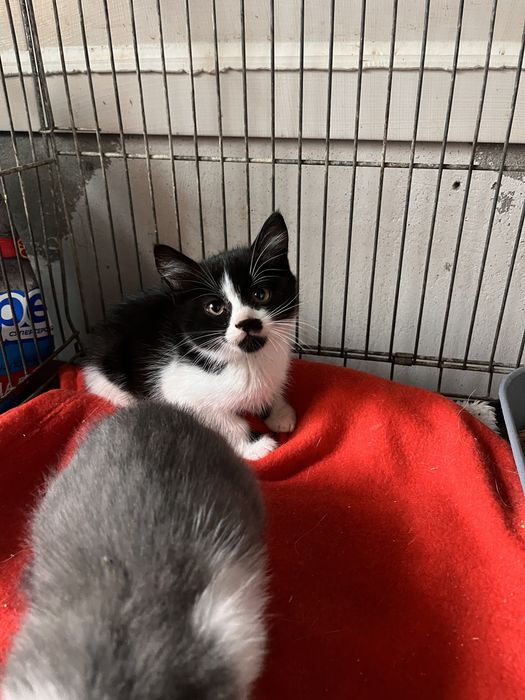 Котенок мальчик 2 месяца