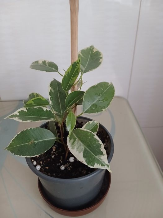 Продам фікус  бенджаміна