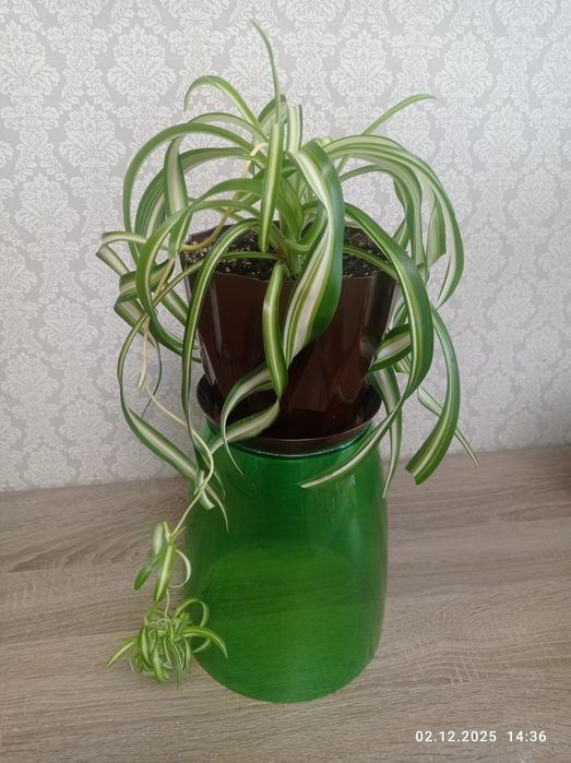 Хлорофитум "Бонни кучерявый"