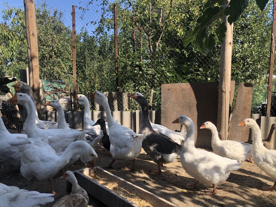 Пропоную  до продажу  однорічних гусаків.