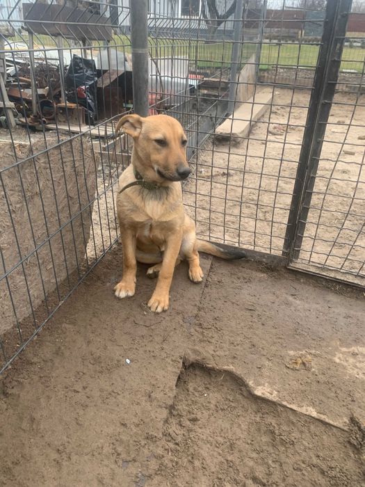 Мальчики, 1 год. Ищут доброго хозяина.