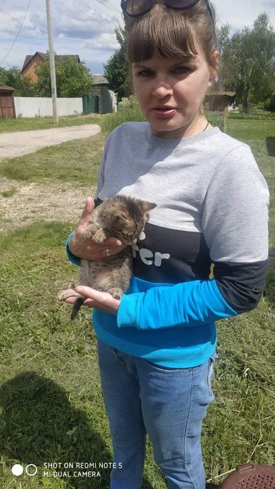 Котята в добрі руки
