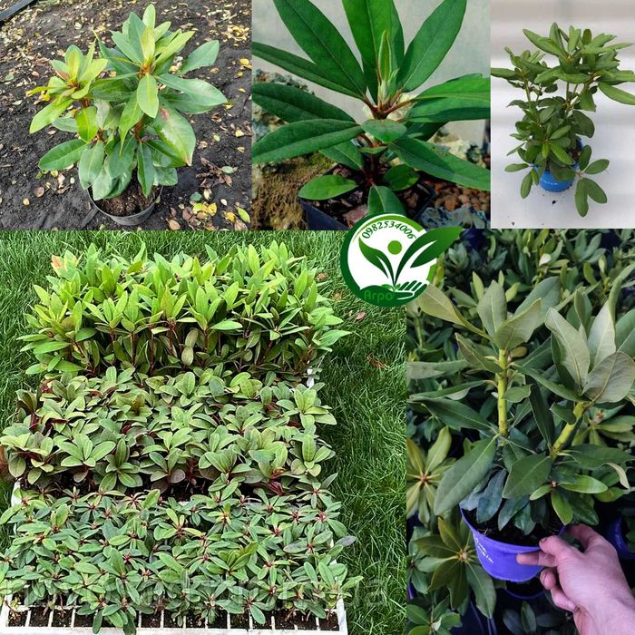 Купити кущ саджанець рододендрон в горщику