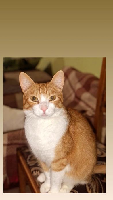 Отдам рыже-белого кота,  2 года, кастрирован, привит