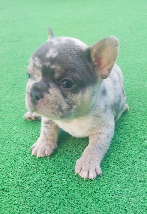 Bulldog francês macho blue Merle tan