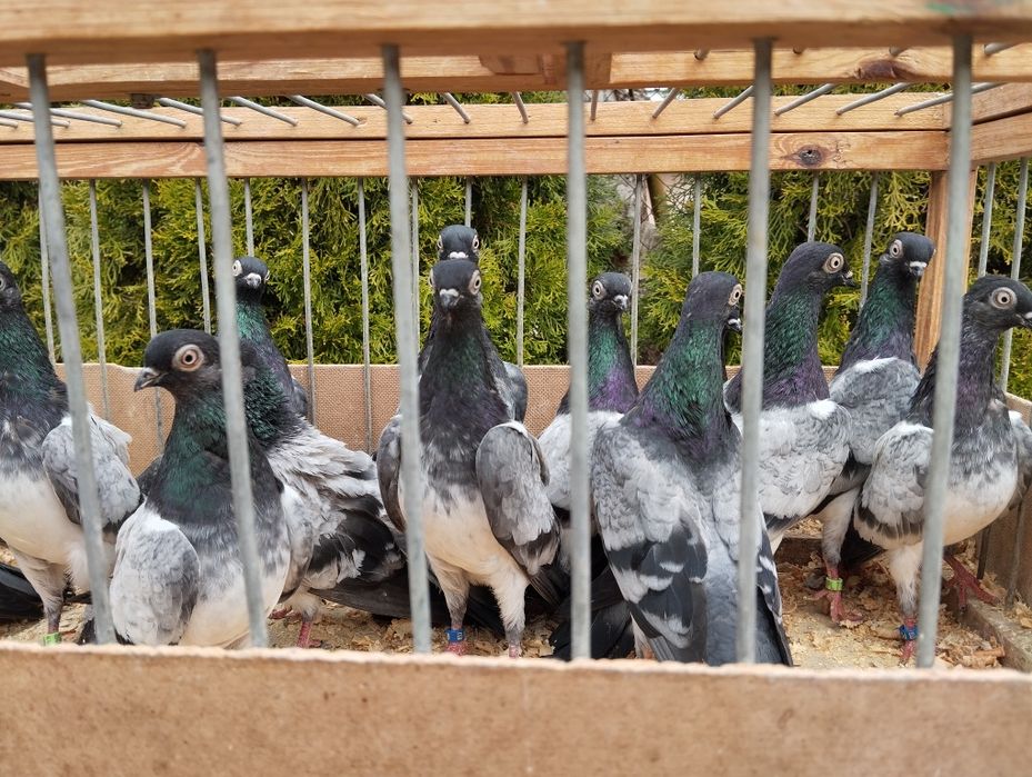 Deresze gołębie ozdobne