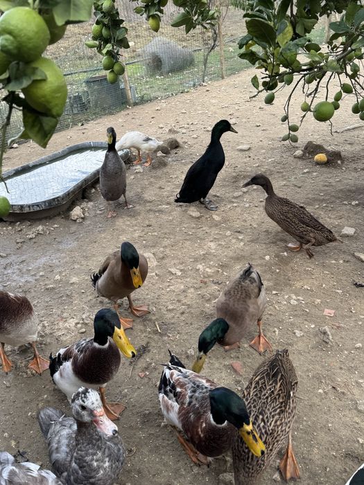 Patos corredores indianos