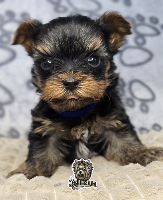 PIESEK Yorkshire terrier Gotowe Do ODBIORU  Warszawa