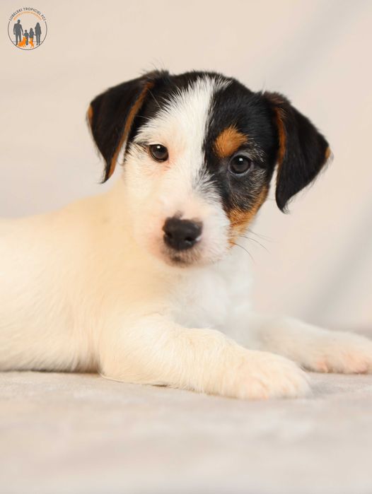 Jack Russell Terrier ZKwP FCI po Championie