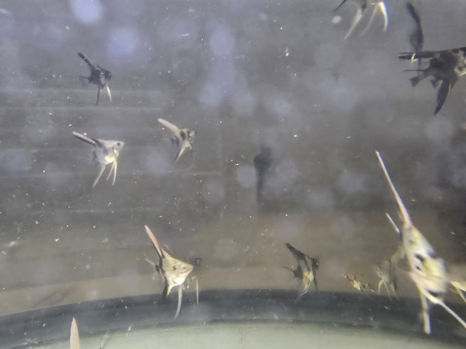Escalares Marmore (Pterophyllum scalare) – Juvenis disponíveis!