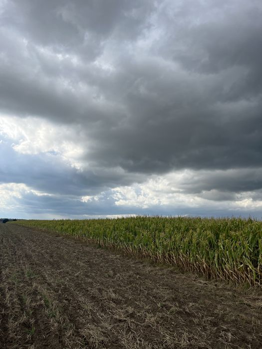 Kukurydza na pniu na kiszonkę