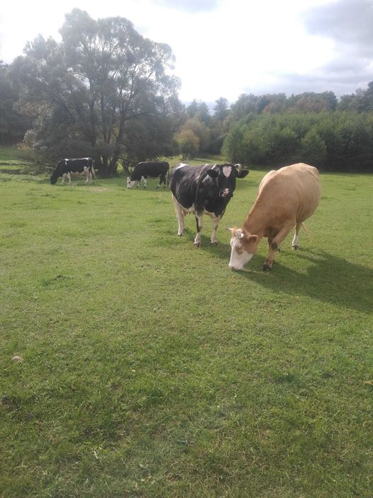 Sprzedam mleko wiejskie od krówek,