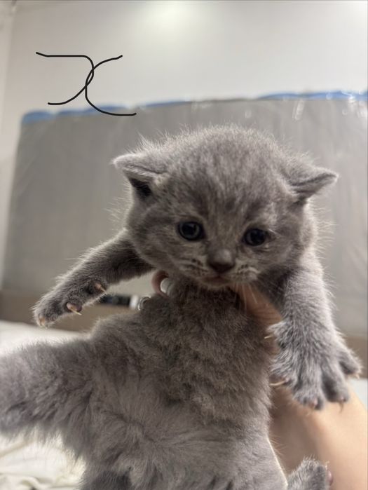 шотландські висловухі