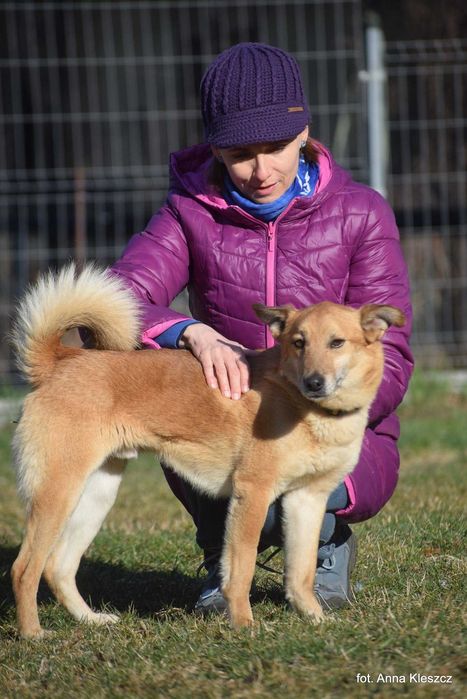 Kaki | 6 lat | 13 kg | pies do adopcji | Toruń