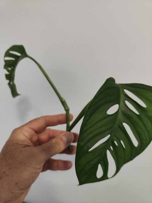 Monstera adansonii ou obliqua (folhas grandes), já em vaso.