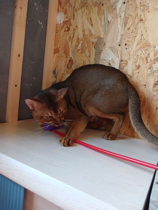 Абісинський кіт на в'язку