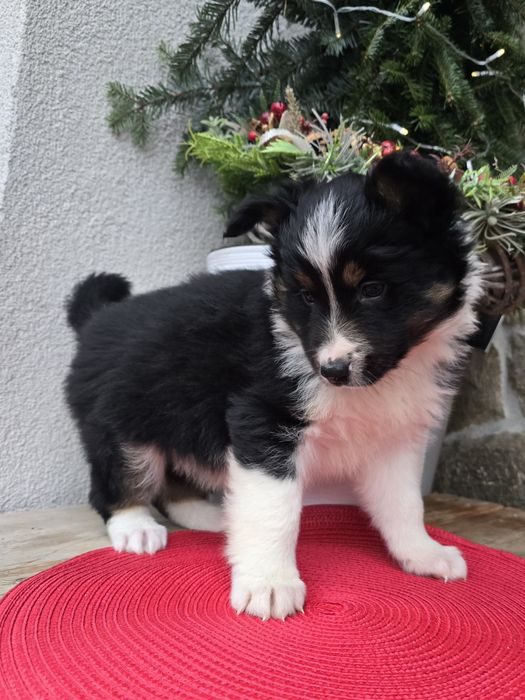 Border Collie piesek TRICOLOR