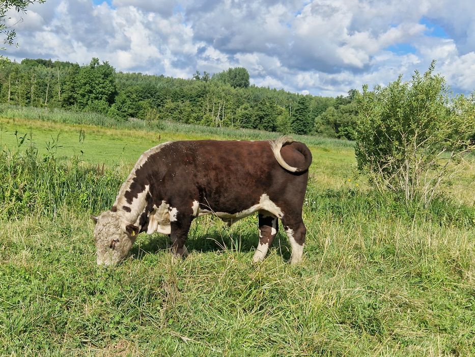 Byk hodowlany HEREFORD