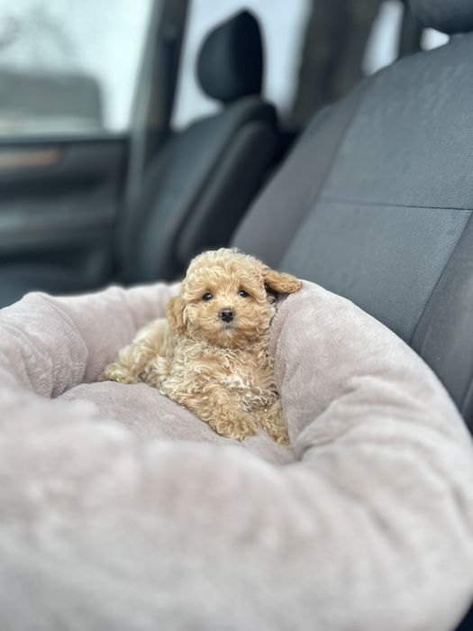 Мальтипу — ваш особистий кучерявий привід для щастя