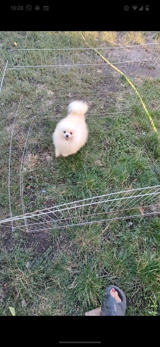 Мальчик померанский шпицц